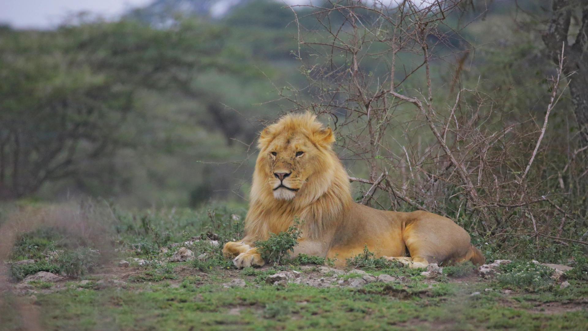 Tanzania Safaris