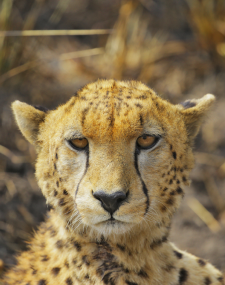 Kenya Destination