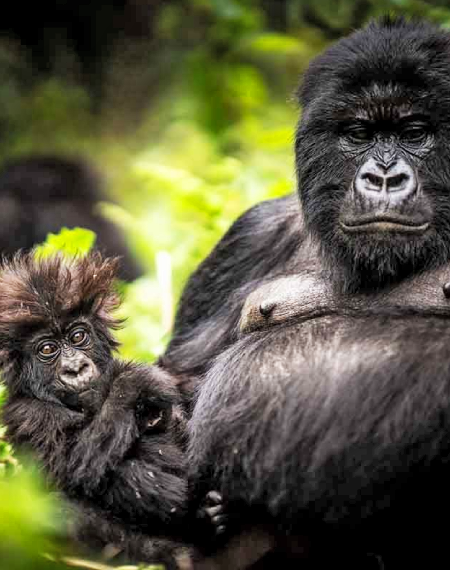 Rwanda Destination