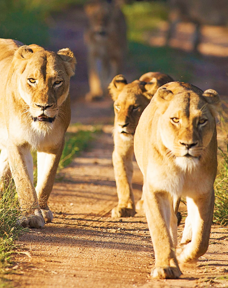 South African Destination