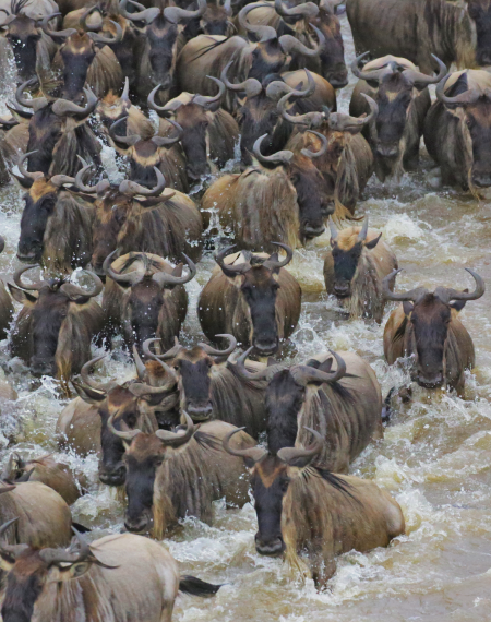Tanzania Destination