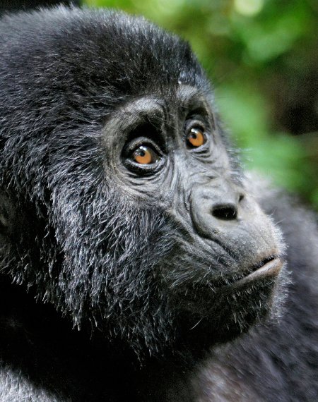 Uganda Destination