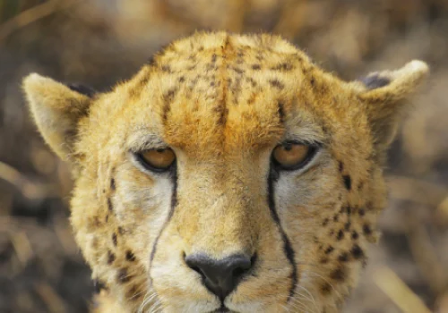 Kenya Destination