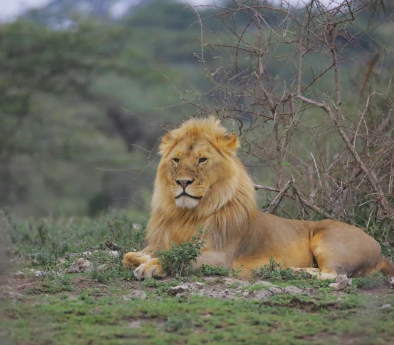 Tanzania Safaris
